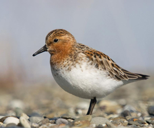 Элсэг (Шартүрүүт элсэг)